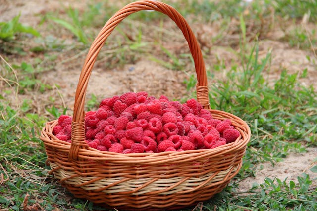 Fruta Liofilizada al mayoreo